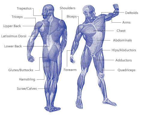 човешко тяло - мускули